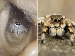 महिला के कान में रेंगती नजर आई जिंदा मकड़ी, कमजोर दिल वाले न देखें ये खौफनाक VIDEO महिला के कान में रेंगती नजर आई जिंदा मकड़ी, कमजोर दिल वाले न देखें ये खौफनाक VIDEO