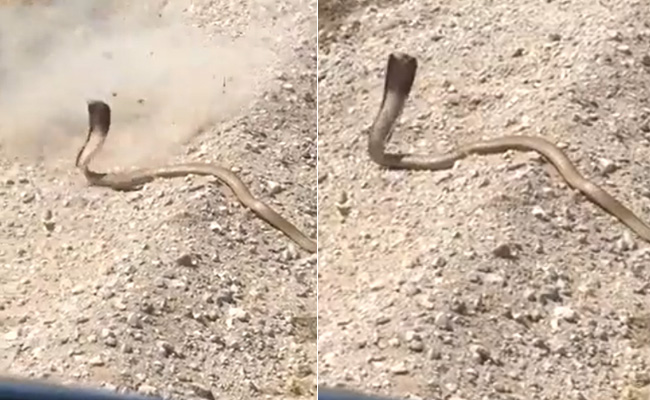 कोबरा पर निशाना साधने की गलती कर बैठा शख्स, अगले ही पल फन फैलाए सांप ने दी कर्मों की सजा