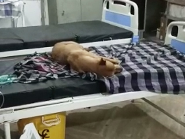 Stray Dogs Seen On Madhya Pradesh Hospital Bed, Probe Ordered