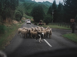 US Sheepdog Fights Back And Kills Eight Coyotes, Saves Flock Of Sheep US Sheepdog Fights Back And Kills Eight Coyotes, Saves Flock Of Sheep