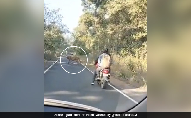 Two Bikers Were Passing Through A Forest When A Tiger Appeared. What Happened Next