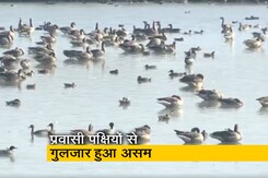 असम के पोबितोरा वन्यजीव अभयारण्य में हजारों प्रवासी पक्षियों का आगमन असम के पोबितोरा वन्यजीव अभयारण्य में हजारों प्रवासी पक्षियों का आगमन