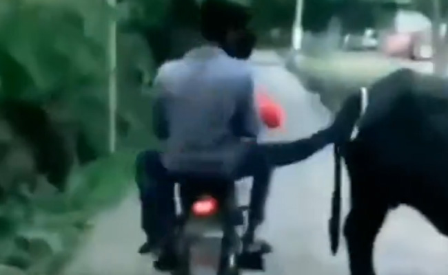 बाइक से जा रहे शख्स ने भैंस को मारी लात, तुरंत एक्सीडेंट भी हो गया, लोगों ने कहा- जैसे को तैसा!