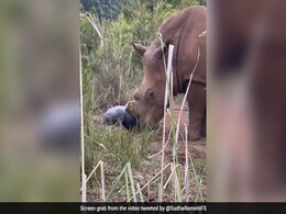 Video Of Rare Sighting Of Mother Rhino Giving Birth To A Healthy Calf Leaves Internet Amazed Video Of Rare Sighting Of Mother Rhino Giving Birth To A Healthy Calf Leaves Internet Amazed