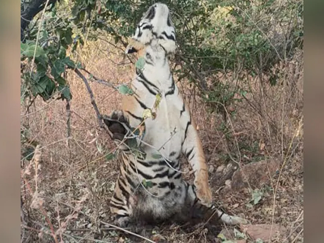2-Year-Old Tiger Found Hanging By Neck In Madhya Pradesh Tiger Reserve