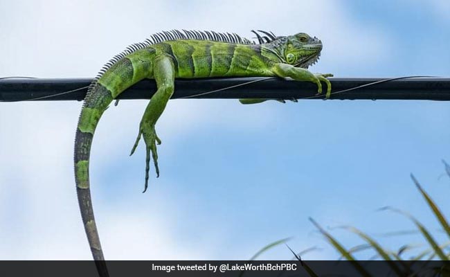 Iguana Causes Power Outage In Florida, Third Case In A Year