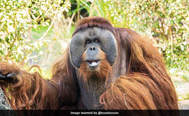 Rudi Valentino, Oldest Male Orangutan In North America, Dies At 45