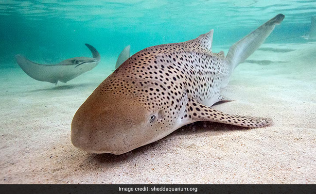 Zebra Shark At Chicago Aquarium Had Pups Through 'Virgin Birth'