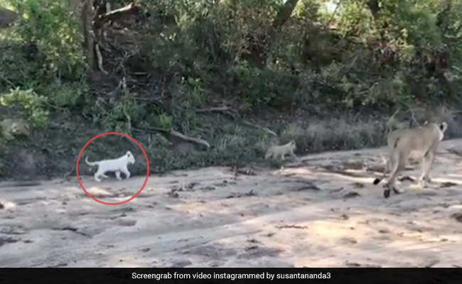 Watch: Forest Officer Shares Video Of A Rare White Lion Cub Taking A Stroll With Its Mother