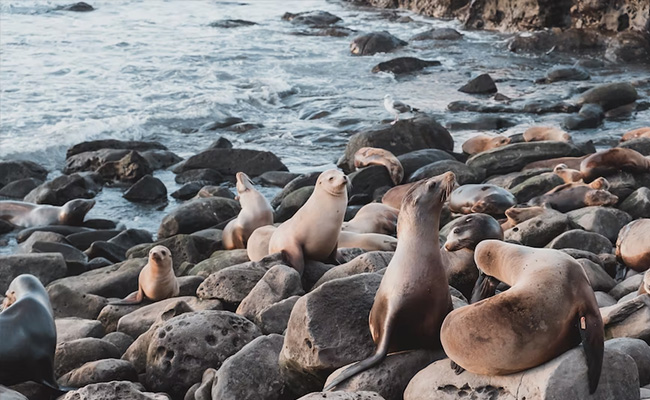 First, It Was 700 Dead Seals. But The Real Number Was 2,500