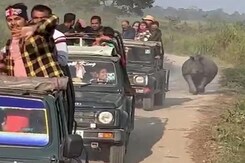 Watch: Tourists Panic As They Escape Chasing Rhinoceros Watch: Tourists Panic As They Escape Chasing Rhinoceros