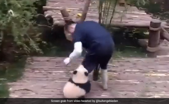 Viral Video: Panda Seeking A Caretaker's Attention Leaves Internet In Awe