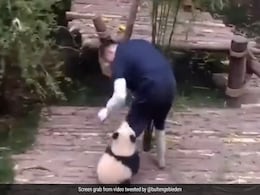 Viral Video: Panda Seeking A Caretaker's Attention Leaves Internet In Awe Viral Video: Panda Seeking A Caretaker's Attention Leaves Internet In Awe