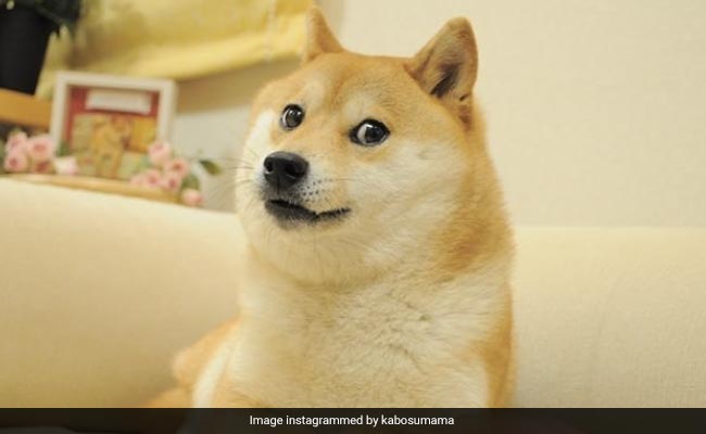 Famed Shiba Inu Behind Viral 'Doge' Meme Diagnosed With Leukemia And Liver Disease
