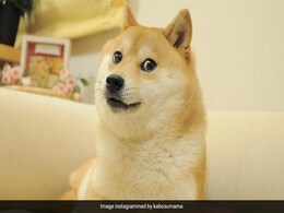 Elon Musk Replaces Twitter's Blue Bird Logo With 'Doge' Meme Elon Musk Replaces Twitter's Blue Bird Logo With 'Doge' Meme