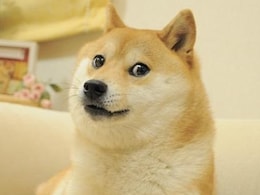 Kabosu, Iconic Shiba Inu Who Inspired Dogecoin, Dies Kabosu, Iconic Shiba Inu Who Inspired Dogecoin, Dies