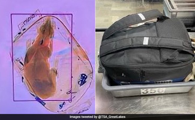 US Woman "Accidentally" Sends Pet Dog Through X-Ray Machine In Backpack