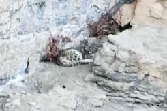 Watch: Snow Leopard Spotted In Rare Sight In Himachal's Lahaul-Spiti Watch: Snow Leopard Spotted In Rare Sight In Himachal's Lahaul-Spiti