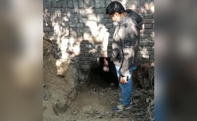 Video: Thieves Dig 10-Foot-Long Tunnel To SBI In Kanpur, Take 1.8 Kg Of Gold