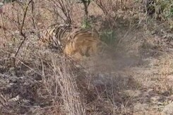 Tiger Found Hanging By Neck In Madhya Pradesh Tiger Reserve Tiger Found Hanging By Neck In Madhya Pradesh Tiger Reserve