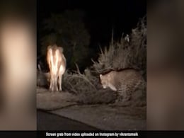 गाय घास खा रही थी, पीछे चुपचाप खड़ा था तेंदुआ, दबे पांव पास गया और फिर जो हुआ, सोच भी नहीं सकते गाय घास खा रही थी, पीछे चुपचाप खड़ा था तेंदुआ, दबे पांव पास गया और फिर जो हुआ, सोच भी नहीं सकते