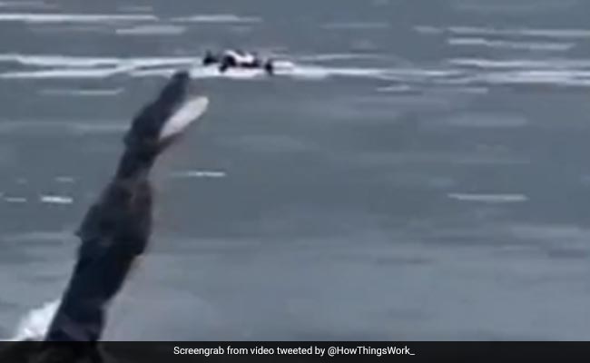 Alligator Leaps Into Air And Catches A Drone Filming it, Video Amuses Internet