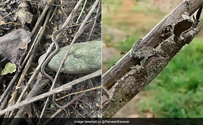 Forest Officer Demonstrates How Insects Use Camouflage As Defence Mechanism