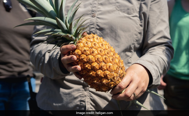 This Is The World's Most Expensive Pineapple, Costs Rs 1 Lakh