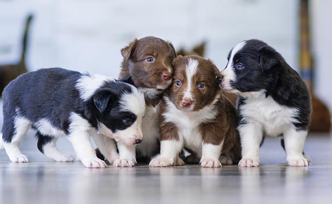 UP: बदायूं में महिला ने 9 पिल्लों को तालाब में फेंका, सभी की मौत, केस दर्ज