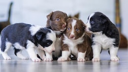 Man Kills 5 Puppies With Stick In Madhya Pradesh, Says They'd Bark At Night