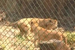 2 Lions, Brought From Gujarat, Released In Mumbai's Sanjay Gandhi National Park 2 Lions, Brought From Gujarat, Released In Mumbai's Sanjay Gandhi National Park