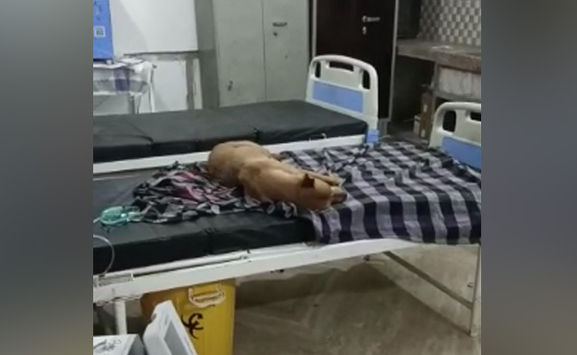 Video: Stray Dogs Seen On Madhya Pradesh Hospital Bed, Probe Ordered