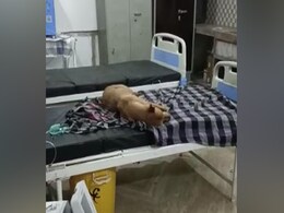 Video: Stray Dogs Seen On Madhya Pradesh Hospital Bed, Probe Ordered Video: Stray Dogs Seen On Madhya Pradesh Hospital Bed, Probe Ordered