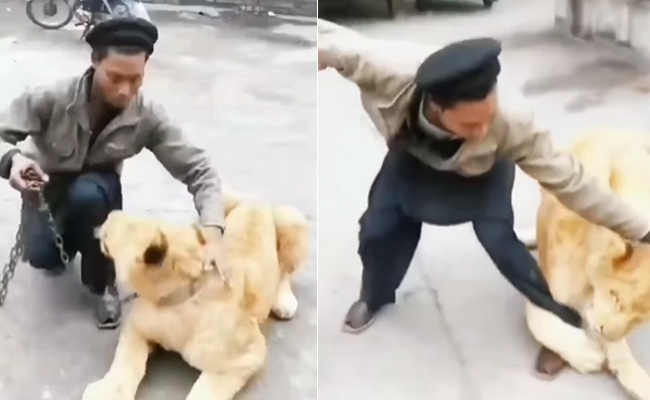 VIDEO: 'जंगल के राजा' के साथ फ्रैंक हो रहा था शख्स, अगले ही पल बब्बर शेर ने कर दी हालत खराब