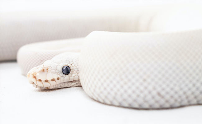 Massive 9.5 Feet Albino Boa Constrictor Weighing 23.8 Kg Captured In Florida Home