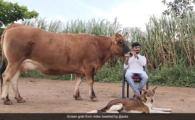 Watch: This Cow-Dog Pair Has A Beautiful Reaction To Soothing Flute Music