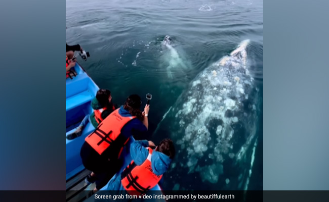 Viral Video Captures An Up-Close Encounter With Giant Gray Whales
