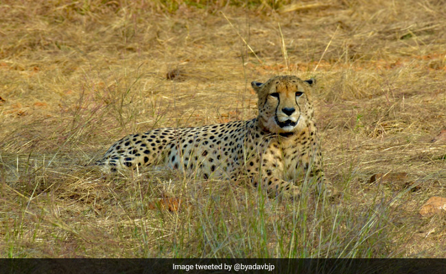 Nelson Mandela's Role In Making Cheetah Translocation To India Possible