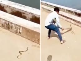 Snake Video: सांप को छेड़ रहा था शख्स, मगर तभी दांव पड़ गया उल्टा Snake Video: सांप को छेड़ रहा था शख्स, मगर तभी दांव पड़ गया उल्टा