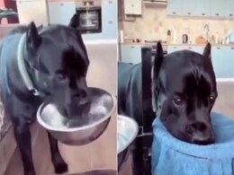 ये तो काफी तेज़ कुत्ता है, पानी पीने के बाद मुंह पोंछता है, वीडियो देख लोगों ने कहा- स्मार्ट है ये ये तो काफी तेज़ कुत्ता है, पानी पीने के बाद मुंह पोंछता है, वीडियो देख लोगों ने कहा- स्मार्ट है ये