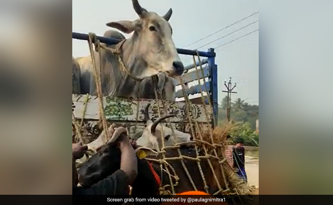 Bengal BJP Leader Claims Stopped Truck Smuggling Cows. Trinamool Replies