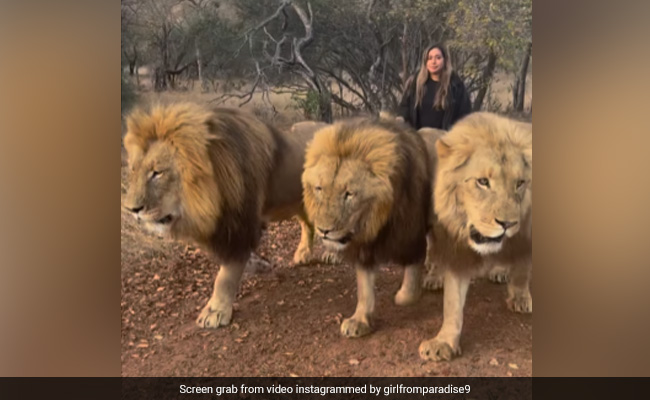 VIDEO:एक या दो नहीं तीन खूंखार बब्बर शेरों को पालतू डॉगी की तरह सैर पर ले जाती दिखी महिला
