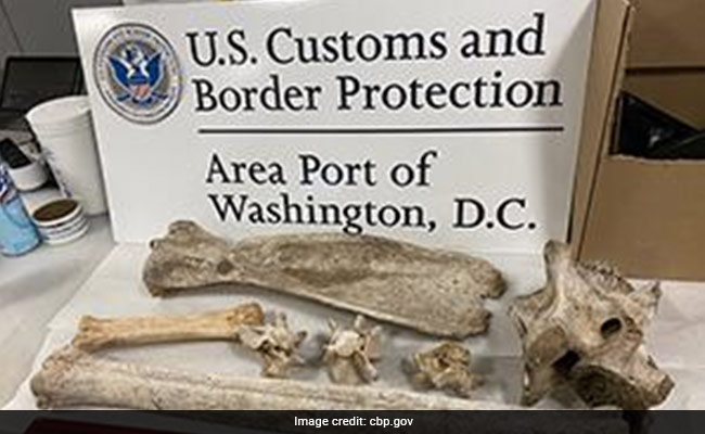 Virginia Woman Stopped At Airport For Carrying Giraffe And Zebra Bones As Souvenirs From Kenya