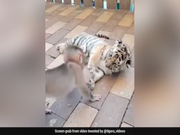 Watch: Baby Monkey Plays With Tiger Cub, Unusual Friendship Delights Internet Watch: Baby Monkey Plays With Tiger Cub, Unusual Friendship Delights Internet
