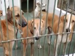 नोएडा में डॉग पॉलिसी लागू, कुत्ता पालने पर हर साल देने होंगे 500 रुपये; रजिस्ट्रेशन जरूरी नोएडा में डॉग पॉलिसी लागू, कुत्ता पालने पर हर साल देने होंगे 500 रुपये; रजिस्ट्रेशन जरूरी