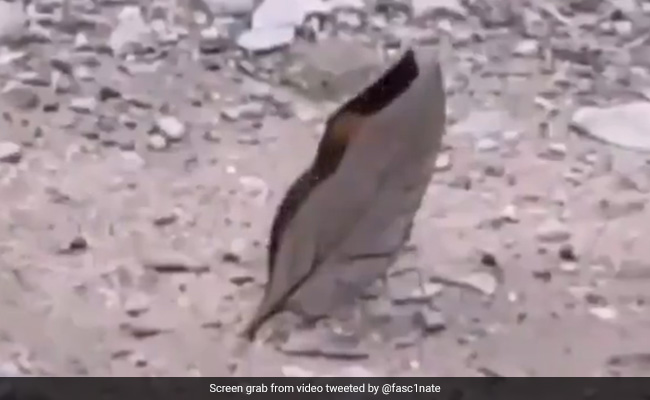 VIDEO: सूखा पत्ता या फिर कुछ और...कुदरत के इस अजूबे पर यकीन कर पाना है मुश्किल!