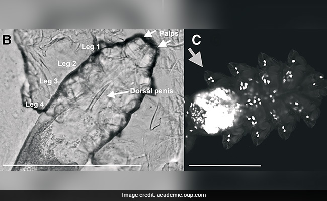 Thousands Of Tiny Mites Live On Our Face, Mate At Night