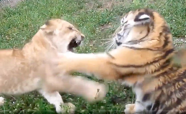 शेर के बच्चे संग बाघ के बच्चे ने लड़ने की दी चुनौती, फिर जो हुआ उसे देख लोग दंग हो गए, देखें वायरल वीडियो