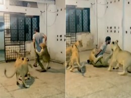 VIDEO: चारों ओर से बब्बर शेरों ने शख्स पर किया हमला, आगे जो हुआ उसे देख कांप जाएगी रूह VIDEO: चारों ओर से बब्बर शेरों ने शख्स पर किया हमला, आगे जो हुआ उसे देख कांप जाएगी रूह