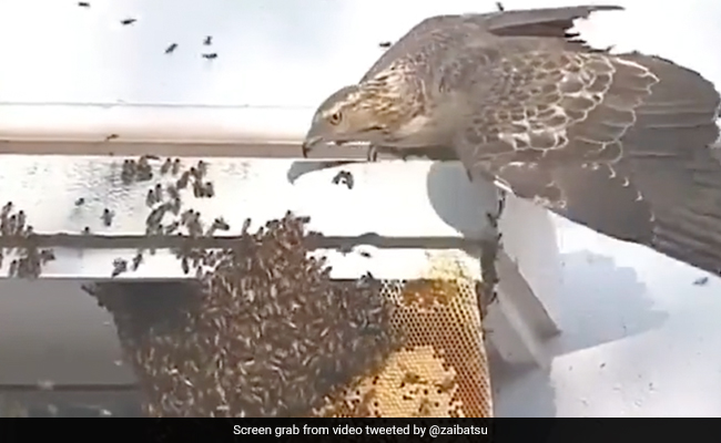 "I Had No Idea...": Video Of Bird Feasting On Beehive Surprises Internet